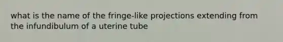 what is the name of the fringe-like projections extending from the infundibulum of a uterine tube