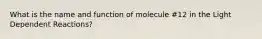 What is the name and function of molecule #12 in the Light Dependent Reactions?