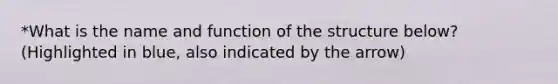 *What is the name and function of the structure below? (Highlighted in blue, also indicated by the arrow)