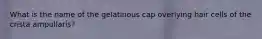 What is the name of the gelatinous cap overlying hair cells of the crista ampullaris?
