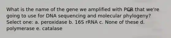 What is the name of the gene we amplified with PCR that we're going to use for DNA sequencing and molecular phylogeny? Select one: a. peroxidase b. 16S rRNA c. None of these d. polymerase e. catalase