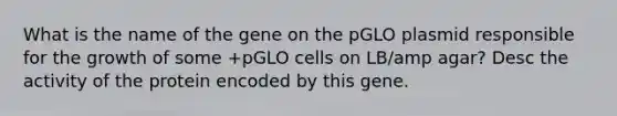 What is the name of the gene on the pGLO plasmid responsible for the growth of some +pGLO cells on LB/amp agar? Desc the activity of the protein encoded by this gene.