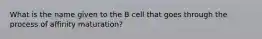 What is the name given to the B cell that goes through the process of affinity maturation?