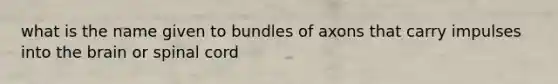 what is the name given to bundles of axons that carry impulses into <a href='https://www.questionai.com/knowledge/kLMtJeqKp6-the-brain' class='anchor-knowledge'>the brain</a> or spinal cord