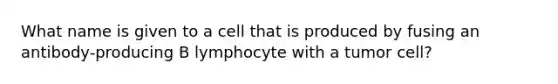 What name is given to a cell that is produced by fusing an antibody-producing B lymphocyte with a tumor cell?