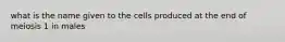 what is the name given to the cells produced at the end of meiosis 1 in males