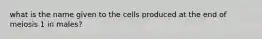 what is the name given to the cells produced at the end of meiosis 1 in males?