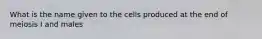 What is the name given to the cells produced at the end of meiosis I and males