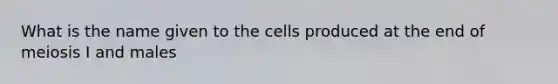 What is the name given to the cells produced at the end of meiosis I and males