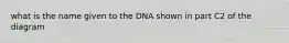 what is the name given to the DNA shown in part C2 of the diagram