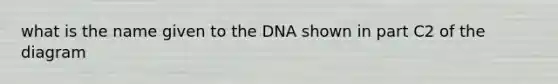 what is the name given to the DNA shown in part C2 of the diagram