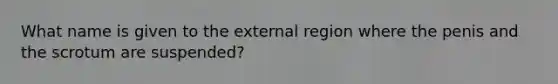 What name is given to the external region where the penis and the scrotum are suspended?