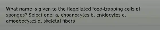 What name is given to the flagellated food-trapping cells of sponges? Select one: a. choanocytes b. cnidocytes c. amoebocytes d. skeletal fibers