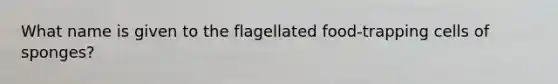 What name is given to the flagellated food-trapping cells of sponges?