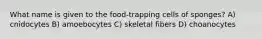 What name is given to the food-trapping cells of sponges? A) cnidocytes B) amoebocytes C) skeletal fibers D) choanocytes