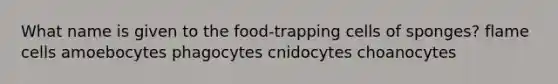 What name is given to the food-trapping cells of sponges? flame cells amoebocytes phagocytes cnidocytes choanocytes