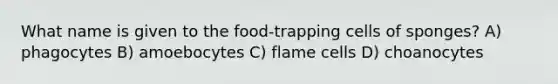 What name is given to the food-trapping cells of sponges? A) phagocytes B) amoebocytes C) flame cells D) choanocytes