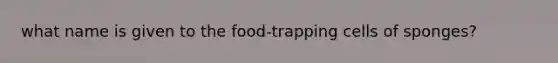 what name is given to the food-trapping cells of sponges?