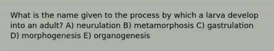 What is the name given to the process by which a larva develop into an adult? A) neurulation B) metamorphosis C) gastrulation D) morphogenesis E) organogenesis