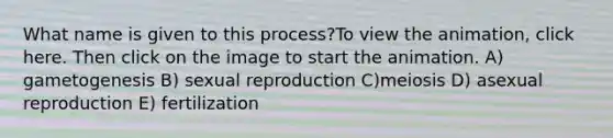 What name is given to this process?To view the animation, click here. Then click on the image to start the animation. A) gametogenesis B) sexual reproduction C)meiosis D) asexual reproduction E) fertilization