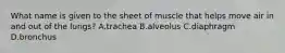 What name is given to the sheet of muscle that helps move air in and out of the lungs? A.trachea B.alveolus C.diaphragm D.bronchus