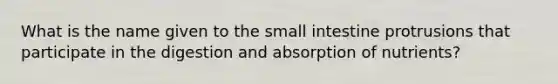 What is the name given to the small intestine protrusions that participate in the digestion and absorption of nutrients?