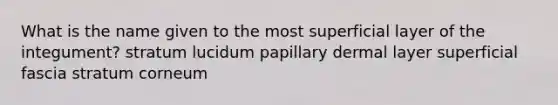 What is the name given to the most superficial layer of the integument? stratum lucidum papillary dermal layer superficial fascia stratum corneum