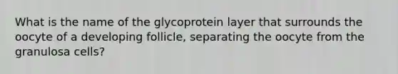 What is the name of the glycoprotein layer that surrounds the oocyte of a developing follicle, separating the oocyte from the granulosa cells?