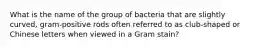 What is the name of the group of bacteria that are slightly curved, gram-positive rods often referred to as club-shaped or Chinese letters when viewed in a Gram stain?