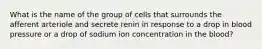 What is the name of the group of cells that surrounds the afferent arteriole and secrete renin in response to a drop in blood pressure or a drop of sodium ion concentration in the blood?