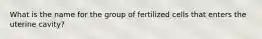 What is the name for the group of fertilized cells that enters the uterine cavity?