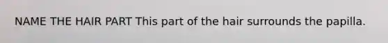 NAME THE HAIR PART This part of the hair surrounds the papilla.
