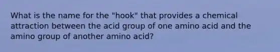 What is the name for the "hook" that provides a chemical attraction between the acid group of one amino acid and the amino group of another amino acid?