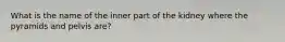 What is the name of the inner part of the kidney where the pyramids and pelvis are?