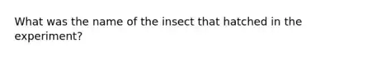 What was the name of the insect that hatched in the experiment?