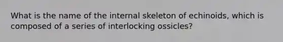 What is the name of the internal skeleton of echinoids, which is composed of a series of interlocking ossicles?