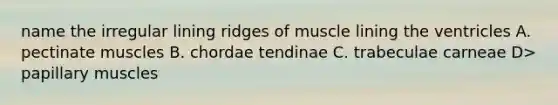 name the irregular lining ridges of muscle lining the ventricles A. pectinate muscles B. chordae tendinae C. trabeculae carneae D> papillary muscles