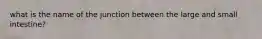 what is the name of the junction between the large and small intestine?