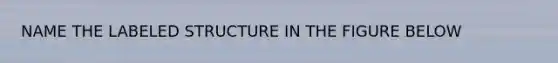 NAME THE LABELED STRUCTURE IN THE FIGURE BELOW