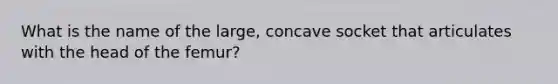 What is the name of the large, concave socket that articulates with the head of the femur?