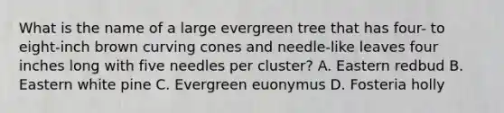 What is the name of a large evergreen tree that has four- to eight-inch brown curving cones and needle-like leaves four inches long with five needles per cluster? A. Eastern redbud B. Eastern white pine C. Evergreen euonymus D. Fosteria holly