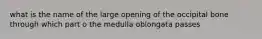 what is the name of the large opening of the occipital bone through which part o the medulla oblongata passes