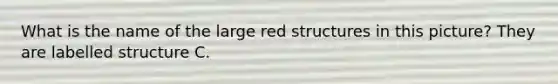 What is the name of the large red structures in this picture? They are labelled structure C.