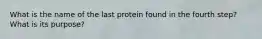 What is the name of the last protein found in the fourth step? What is its purpose?