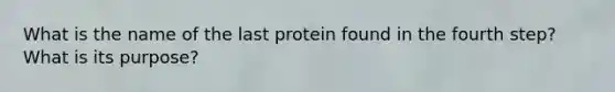 What is the name of the last protein found in the fourth step? What is its purpose?