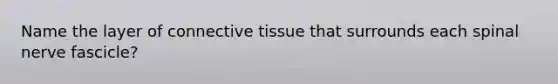 Name the layer of connective tissue that surrounds each spinal nerve fascicle?