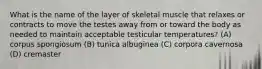 What is the name of the layer of skeletal muscle that relaxes or contracts to move the testes away from or toward the body as needed to maintain acceptable testicular temperatures? (A) corpus spongiosum (B) tunica albuginea (C) corpora cavernosa (D) cremaster