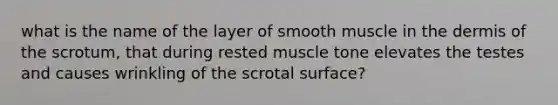 what is the name of the layer of smooth muscle in the dermis of the scrotum, that during rested muscle tone elevates the testes and causes wrinkling of the scrotal surface?