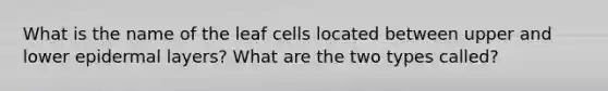 What is the name of the leaf cells located between upper and lower epidermal layers? What are the two types called?