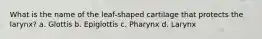 What is the name of the leaf-shaped cartilage that protects the larynx? a. Glottis b. Epiglottis c. Pharynx d. Larynx